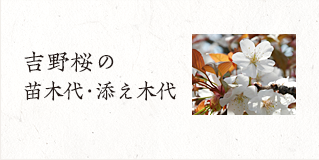 吉野桜の苗木・添え木