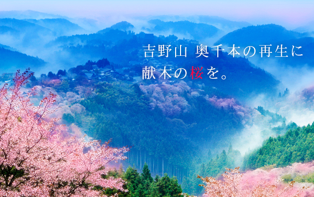 吉野山 奥千本の再生に献木の桜を。