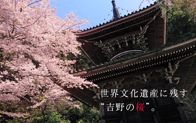世界文化遺産に残す“吉野の桜”。