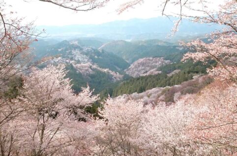 蛤 香合 吉野山 桜 - アンティーク/コレクション